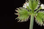 Canadian blacksnakeroot